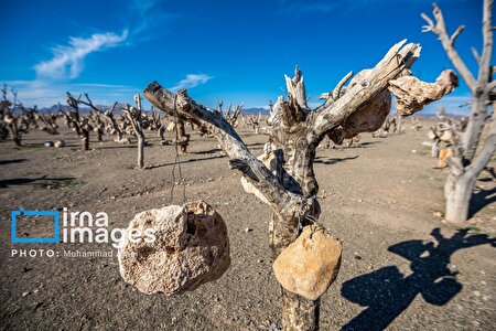 باغ سنگی؛ میوههایی از جنس سنگ باغ سنگی؛ میوههایی از جنس سنگ