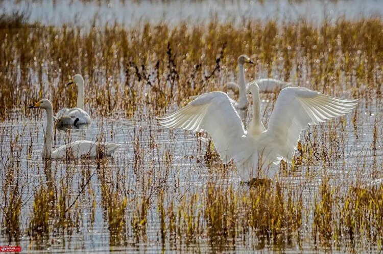 تصاویر؛ قو‌های آوازخوان در سرخرود مازندران