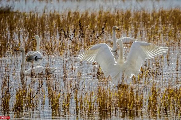 تصاویر؛ قو‌های آوازخوان در سرخرود مازندران