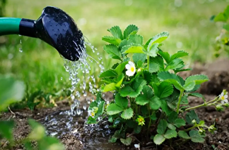 آبیاری گیاهان باغ در ساعات اوج گرما به گیاهان آسیب می‌رساند