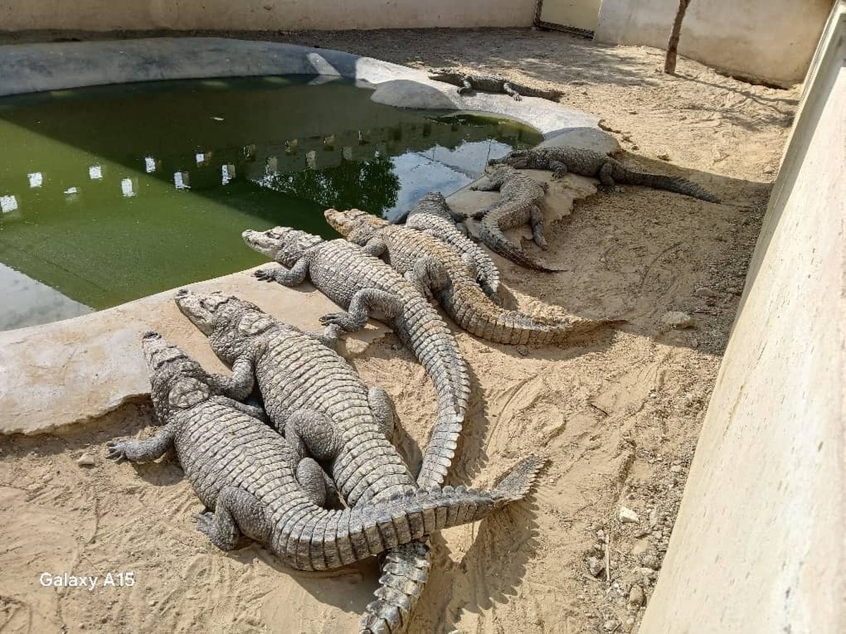 زندگی مسالمت آمیز زوج ایرانی با کروکودیل‌ها