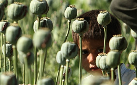 ما نیاز به تریاک داریم چرا جنس نامرغوب از افغستان وارد می‌کنیم؟