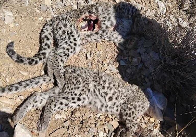پیدا شدن ۲ لاشه توله پلنگ ایرانی در پارک ملی کرمان