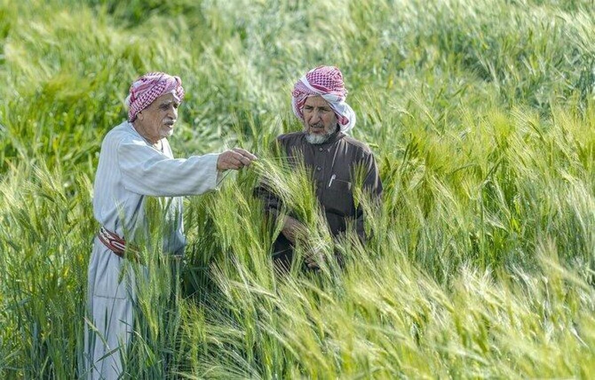 کشاورزی عربستان در دل بیابان های