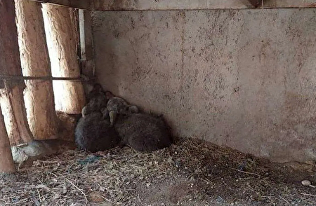 لطفا خرس کچولو ما را دیدید حتما خبر دهید! گم شده