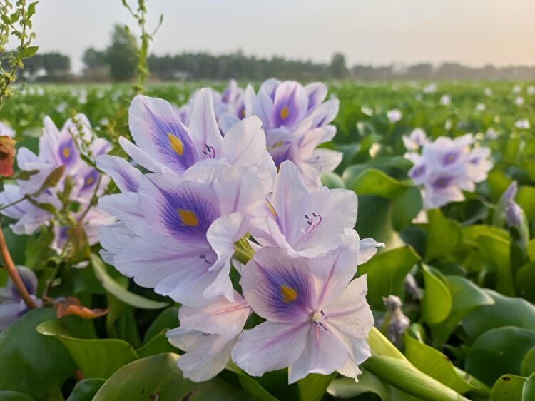 دلربا و فریبا اما سمی!