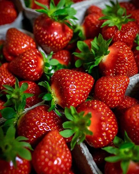 جشنواره توت‌فرنگی بابلسر در تقویم ملی گردشگری ثبت شد