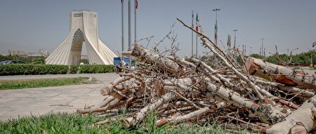 نگران نباشید درختان اطراف آزادی را قانونی می‌کشیم!