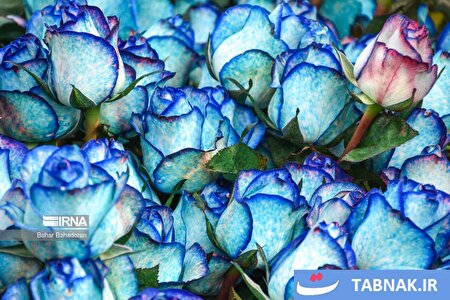 پرورش رز هلندی