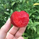 آلو باعث مرگ شد