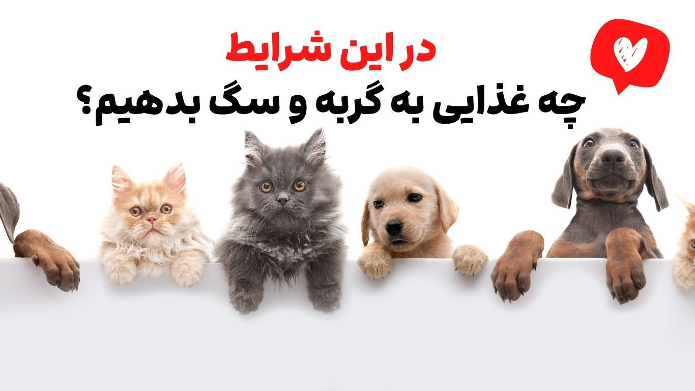 در شرایط بحرانی، چه غذایی به سگ و گربه بدیم؟