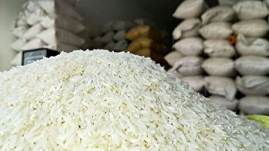 ریسمان بازار برنج در دست چند شرکت انحصاری+فیلم