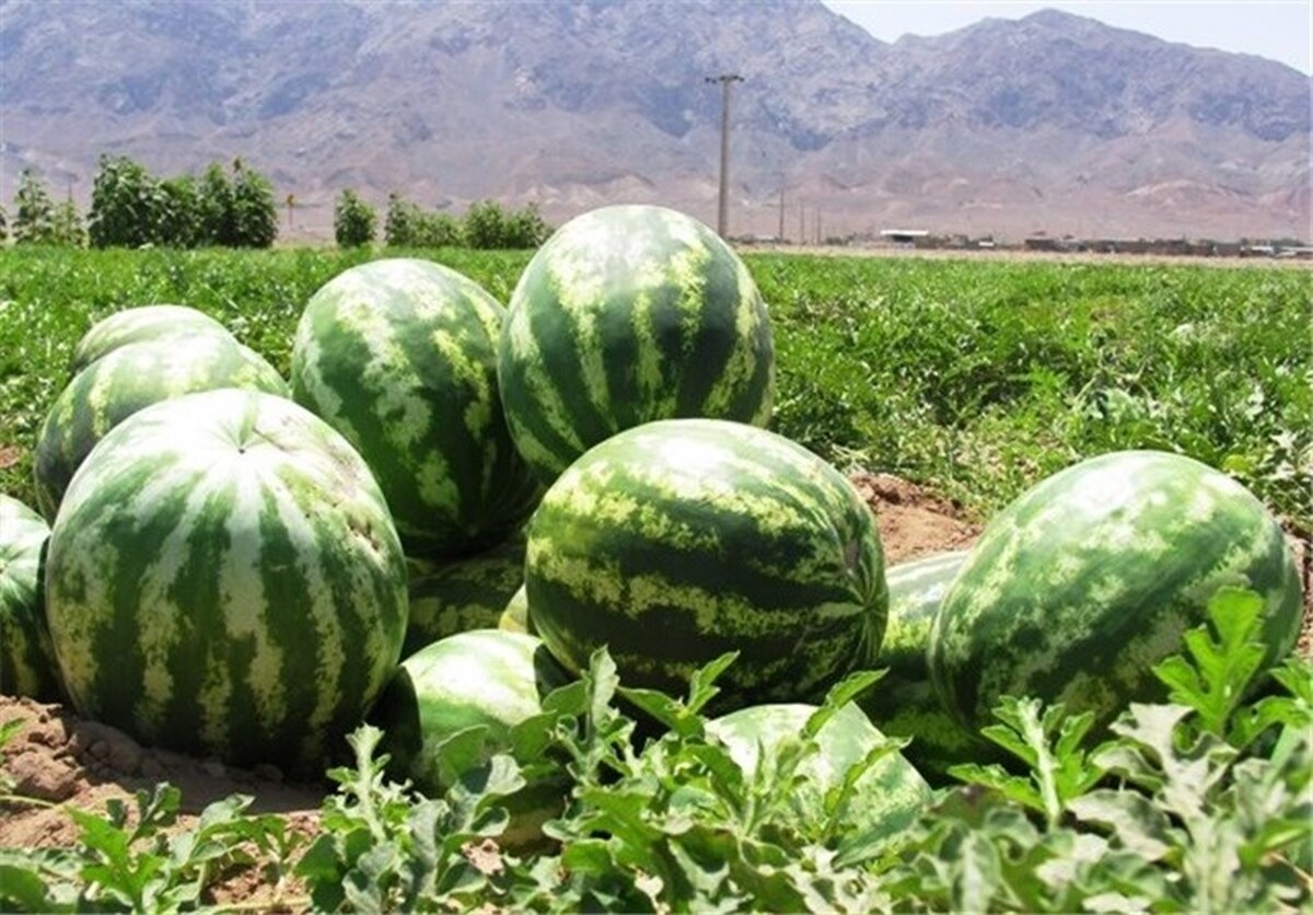 هندوانه متهم بحران آب