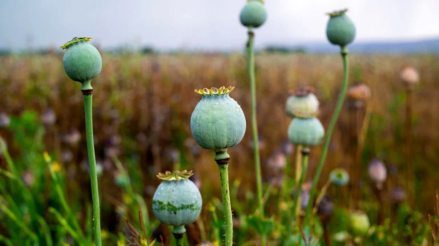 تریاک ماده اصلی تولید ده‌ها داروی موثر