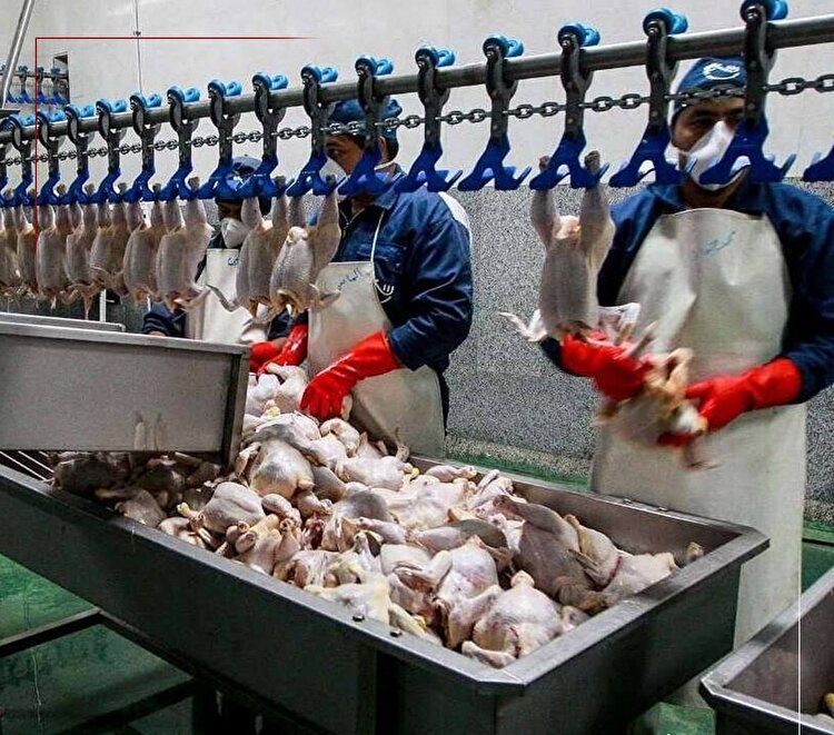 دلایل افزایش قیمت مرغ و گوشت در بازار