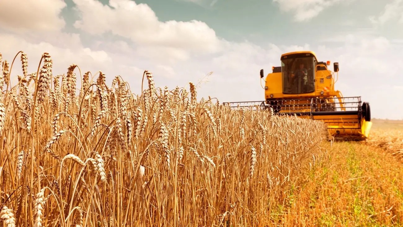 نرخ گندم مشخص شد