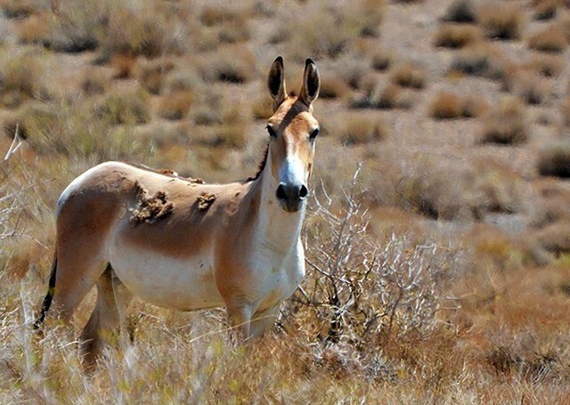 گورخر ایرانی از انقراض فرار کرد