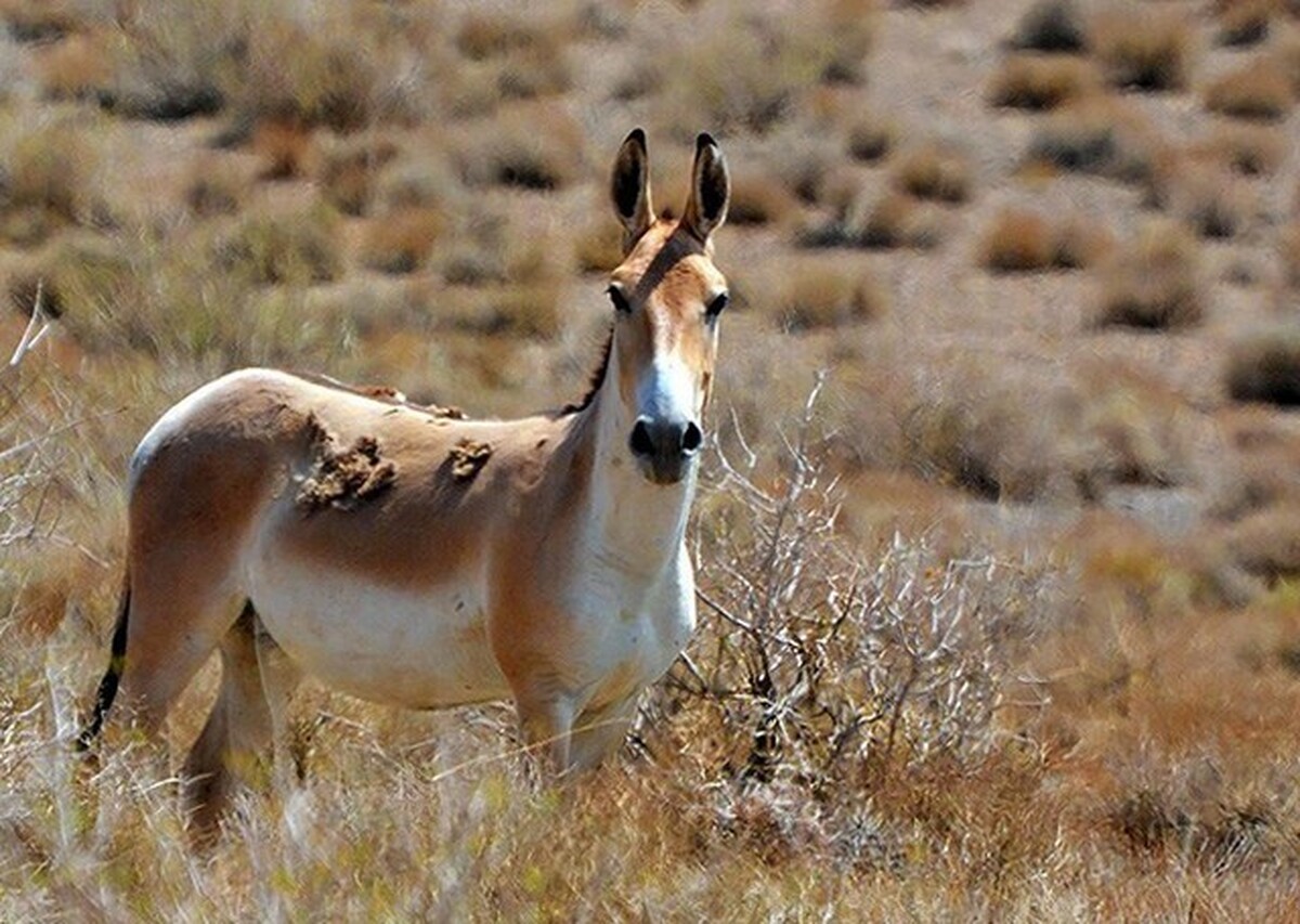 گورخر ایرانی از انقراض فرار کرد