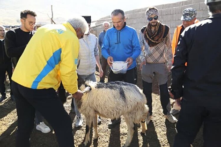 قوچ قاتما احیا شد