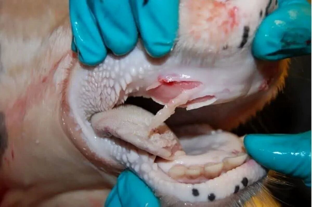 تب برفکی؛ کابوس دامداران تب برفکی؛ کابوس دامداران