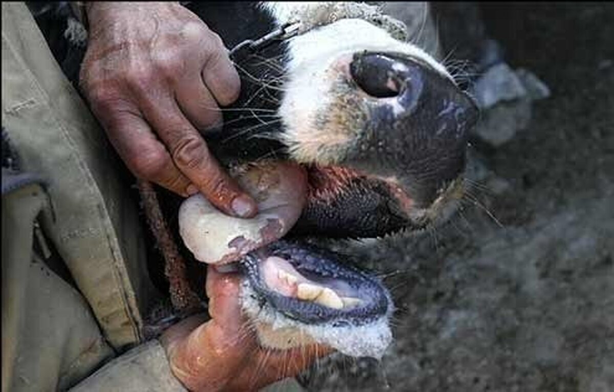 تب برفکی؛ کابوس دامداران تب برفکی؛ کابوس دامداران