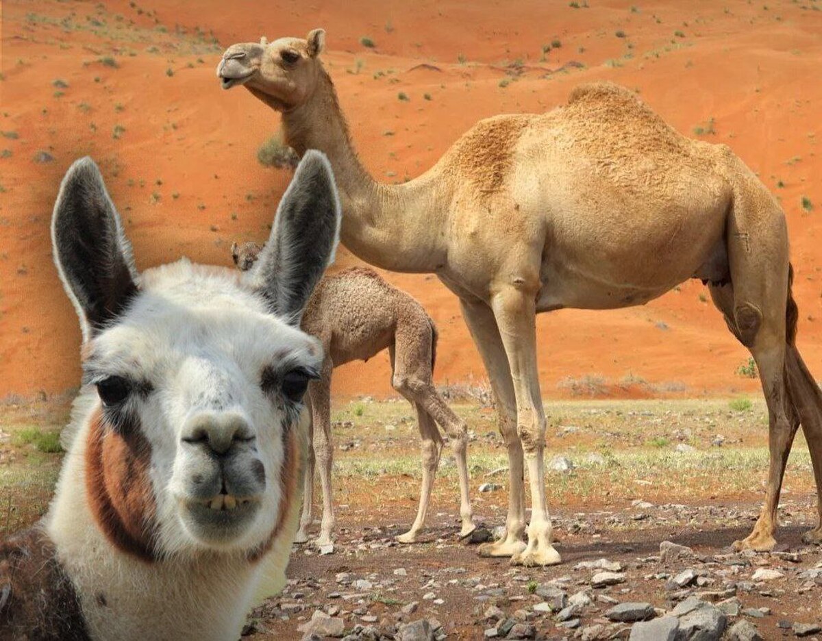 خون شتر و درمان آلزایمر