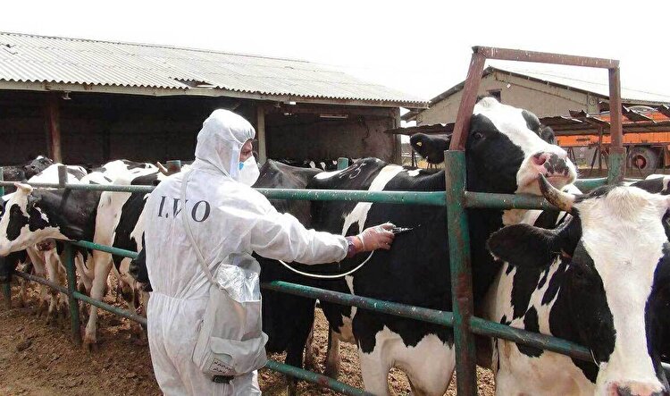 ترک‌فعل مرگبار؛ هشدار فائو درباره‌ی تب برفکی نادیده گرفته شد!