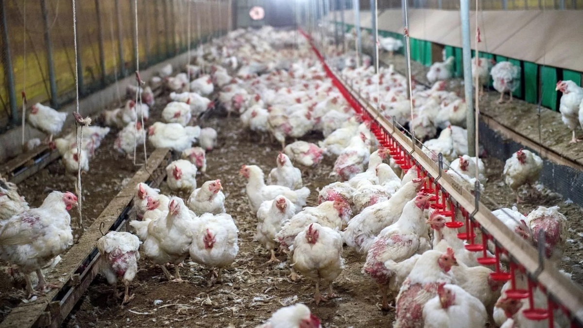 اولین مورد ابتلای انسانی به آنفلوآنزای H5N5 در آمریکا ثبت شد