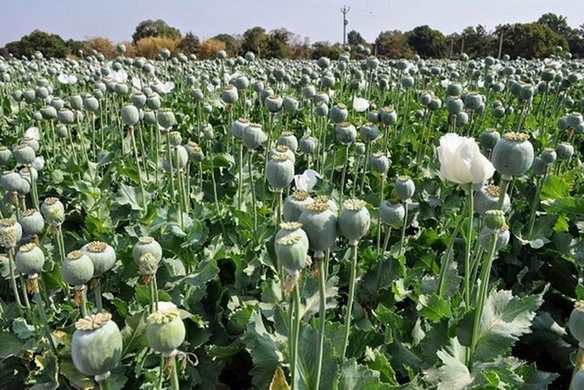 کشت خشخاش در ایران به کجا رسید؟