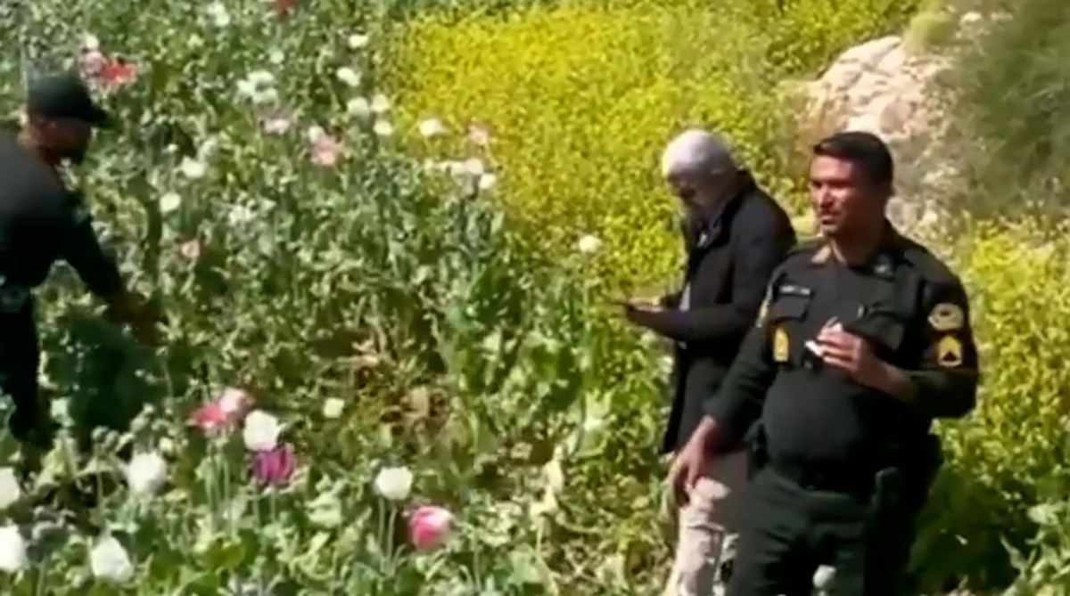 کاهش کشفیات تریاک، شرکت های دارویی را با مشکل مواجه کرده