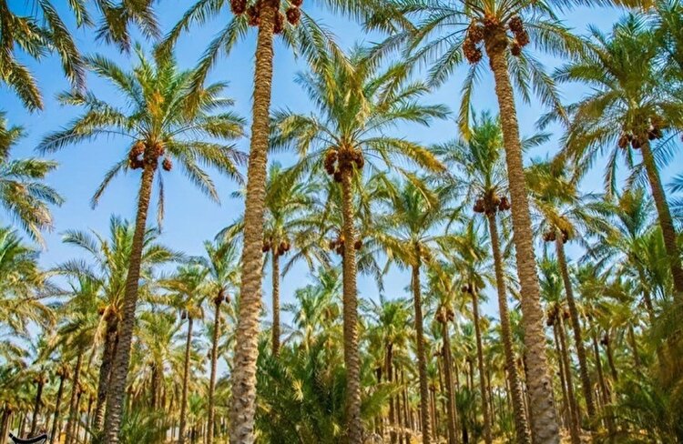 خرما دومین کالای صادراتی استاندارد بوشهر