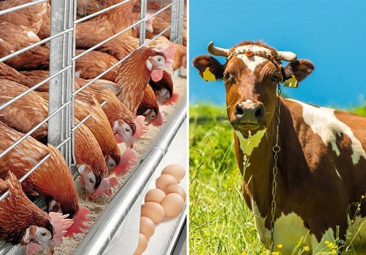 هشدار درباره تعطیلی ۷۵٪ کارخانه‌های خوراک دام کشور