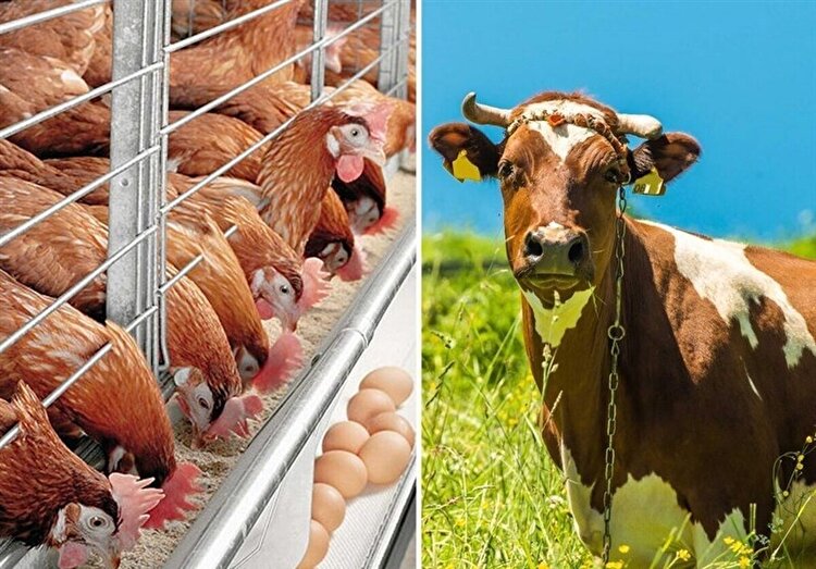 هشدار درباره تعطیلی ۷۵٪ کارخانه‌های خوراک دام کشور