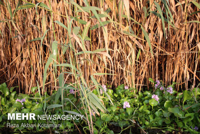 با وجود گستردگی آلودگی پهنه تالاب انزلی از سنبل آبی مرگ در یک قدمی تالاب انزلی رسیده