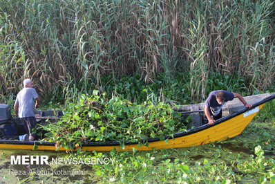 با وجود گستردگی آلودگی پهنه تالاب انزلی از سنبل آبی مرگ در یک قدمی تالاب انزلی رسیده
