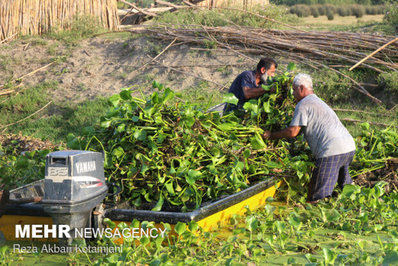 با وجود گستردگی آلودگی پهنه تالاب انزلی از سنبل آبی مرگ در یک قدمی تالاب انزلی رسیده