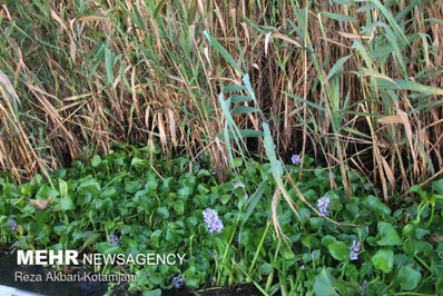 با وجود گستردگی آلودگی پهنه تالاب انزلی از سنبل آبی مرگ در یک قدمی تالاب انزلی رسیده