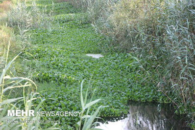 با وجود گستردگی آلودگی پهنه تالاب انزلی از سنبل آبی مرگ در یک قدمی تالاب انزلی رسیده