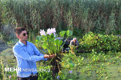 با وجود گستردگی آلودگی پهنه تالاب انزلی از سنبل آبی مرگ در یک قدمی تالاب انزلی رسیده