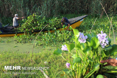 با وجود گستردگی آلودگی پهنه تالاب انزلی از سنبل آبی مرگ در یک قدمی تالاب انزلی رسیده