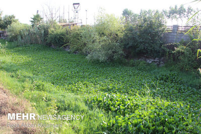 با وجود گستردگی آلودگی پهنه تالاب انزلی از سنبل آبی مرگ در یک قدمی تالاب انزلی رسیده