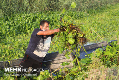 با وجود گستردگی آلودگی پهنه تالاب انزلی از سنبل آبی مرگ در یک قدمی تالاب انزلی رسیده