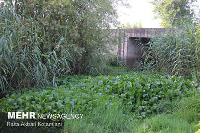 با وجود گستردگی آلودگی پهنه تالاب انزلی از سنبل آبی مرگ در یک قدمی تالاب انزلی رسیده
