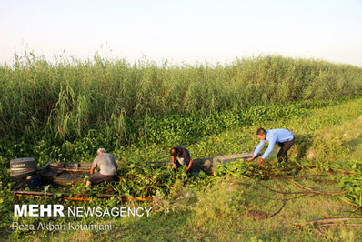 با وجود گستردگی آلودگی پهنه تالاب انزلی از سنبل آبی مرگ در یک قدمی تالاب انزلی رسیده