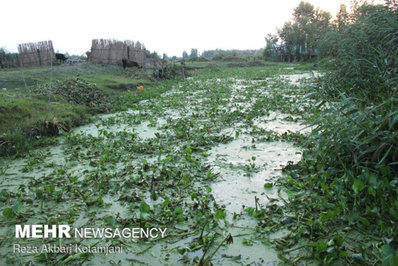 با وجود گستردگی آلودگی پهنه تالاب انزلی از سنبل آبی مرگ در یک قدمی تالاب انزلی رسیده