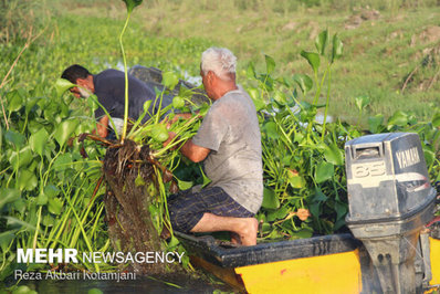 با وجود گستردگی آلودگی پهنه تالاب انزلی از سنبل آبی مرگ در یک قدمی تالاب انزلی رسیده
