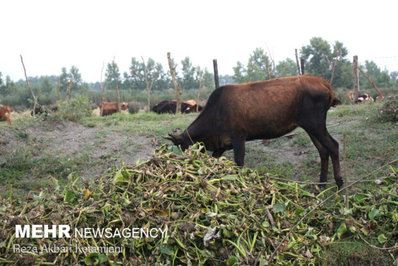 با وجود گستردگی آلودگی پهنه تالاب انزلی از سنبل آبی مرگ در یک قدمی تالاب انزلی رسیده