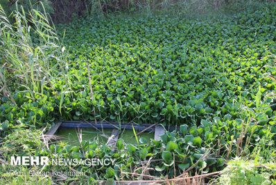 با وجود گستردگی آلودگی پهنه تالاب انزلی از سنبل آبی مرگ در یک قدمی تالاب انزلی رسیده