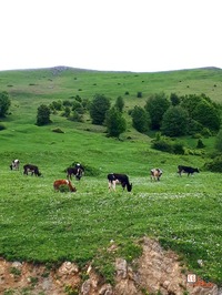 روستای دیلمان، خیره کننده ترین ییلاق گیلان، عکاسی گردشگری