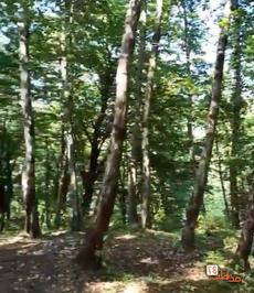 روستای جنگلی اربکله رامسر، عکاسی گردشگری